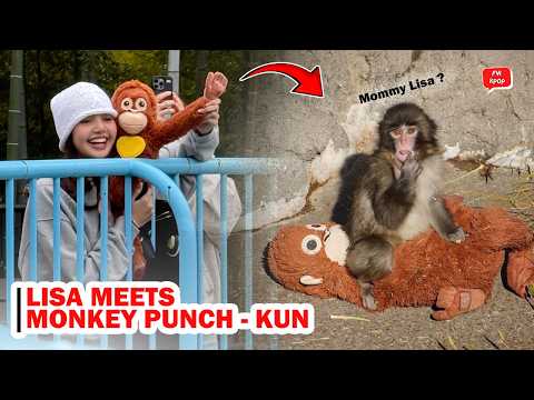 BLACKPINK's Lisa interacting with Punch, the viral baby Japanese macaque, with a plush toy.